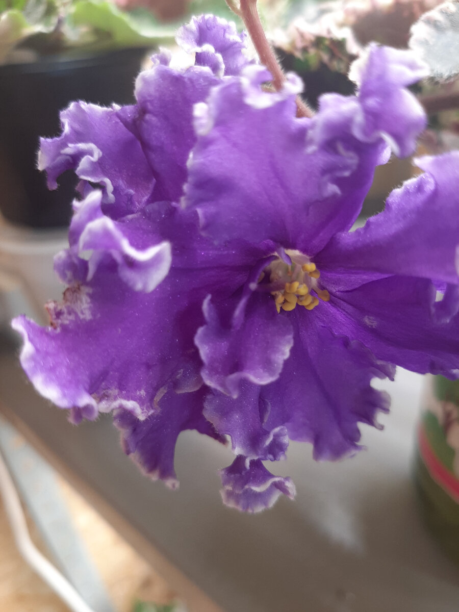 Ват- Синяя роскошь 