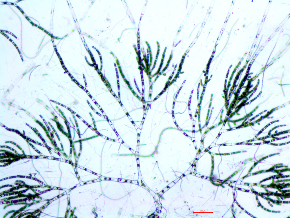 Водоросль при рассмотрении