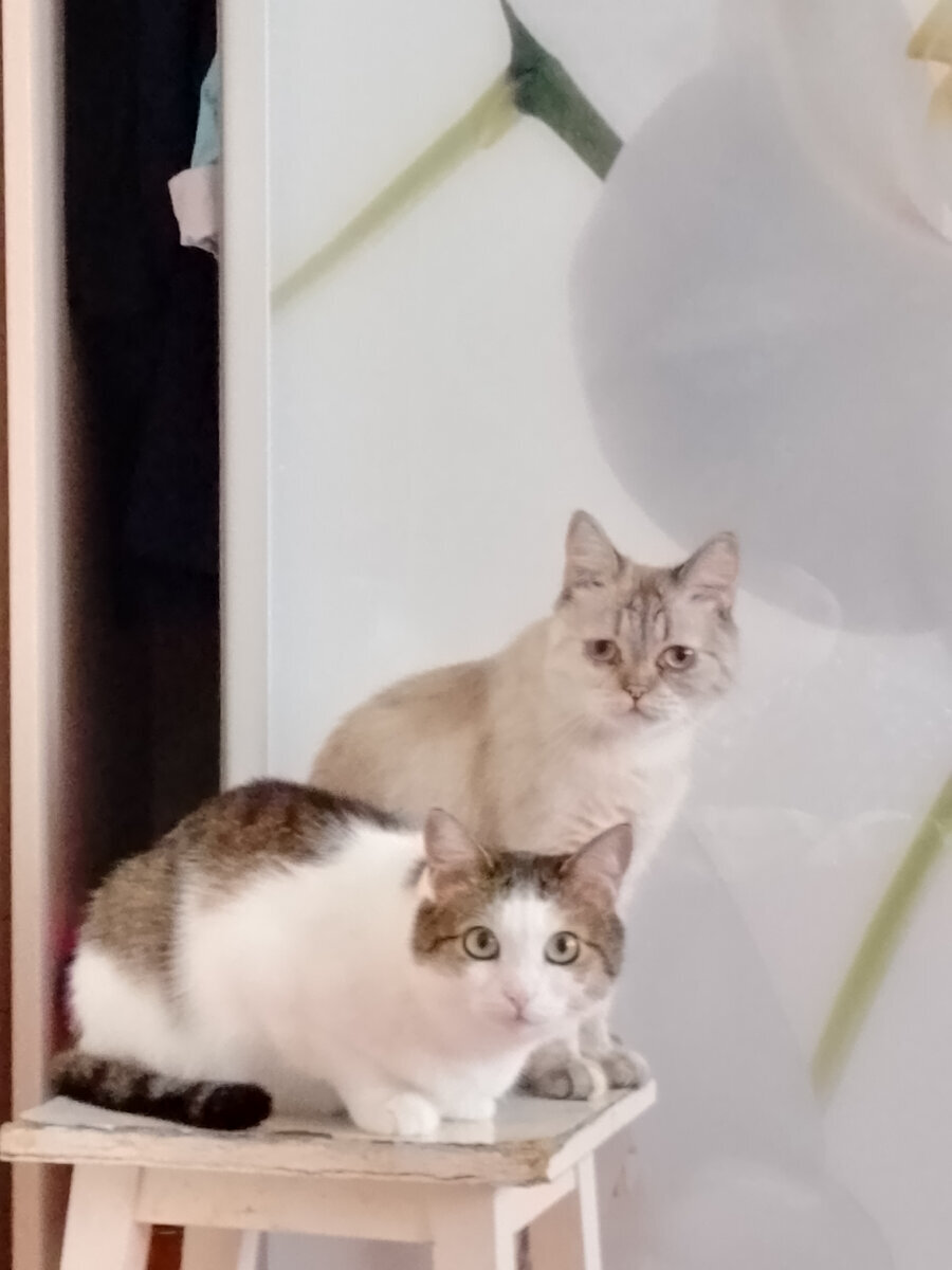 Смотрит на меня вызывающе "Дашь чо?"