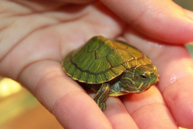 Какой милый малыш! Так и хочется купить