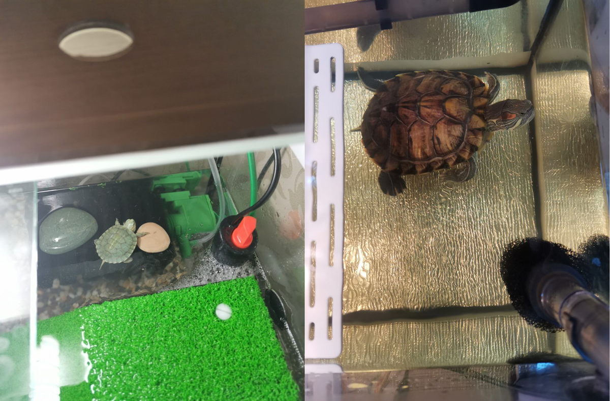 Знакомьтесь, Сухарик. Это фото было сделано в одном и том же аквариуме, но с разницей в 9 месяцев.