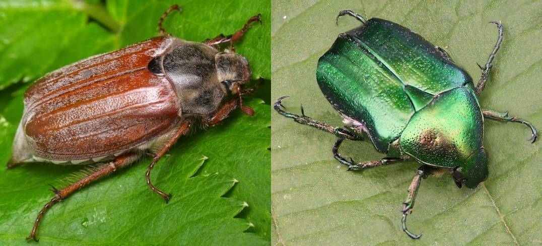 Слева — майский жук, справа — бронзовка. Как их можно спутать? Не знаем! Но подавляющее большинство называет бронзовкой именно майского жука.