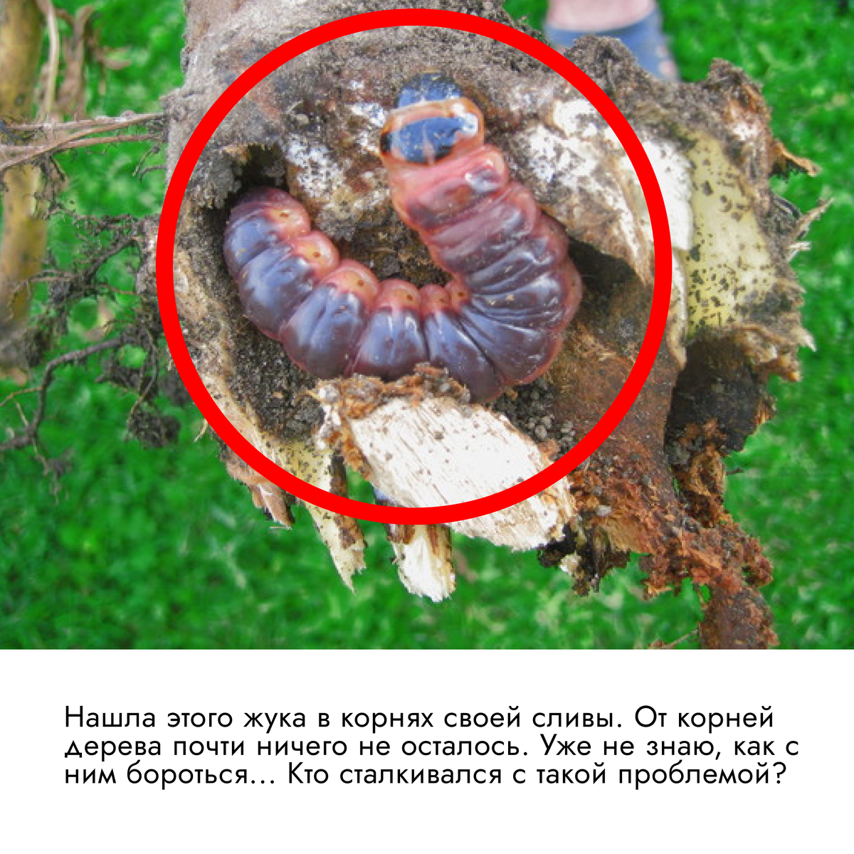 А вы сталкивались с проблемами от майских жуков? Пишите в комментариях! 