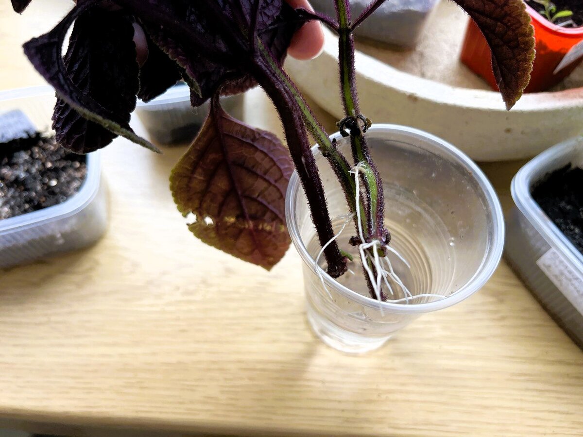 Черенки с корешкам