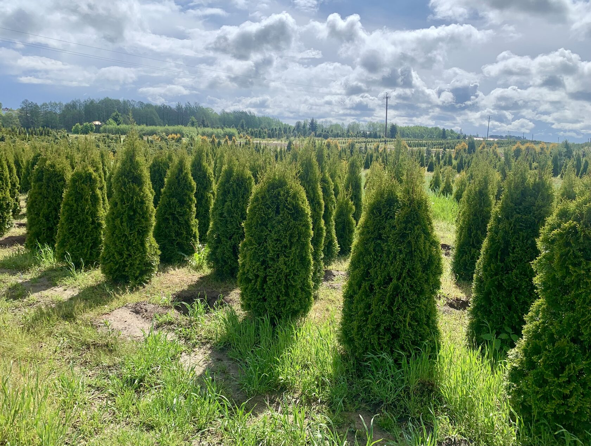 Туя Смарагд в питомнике