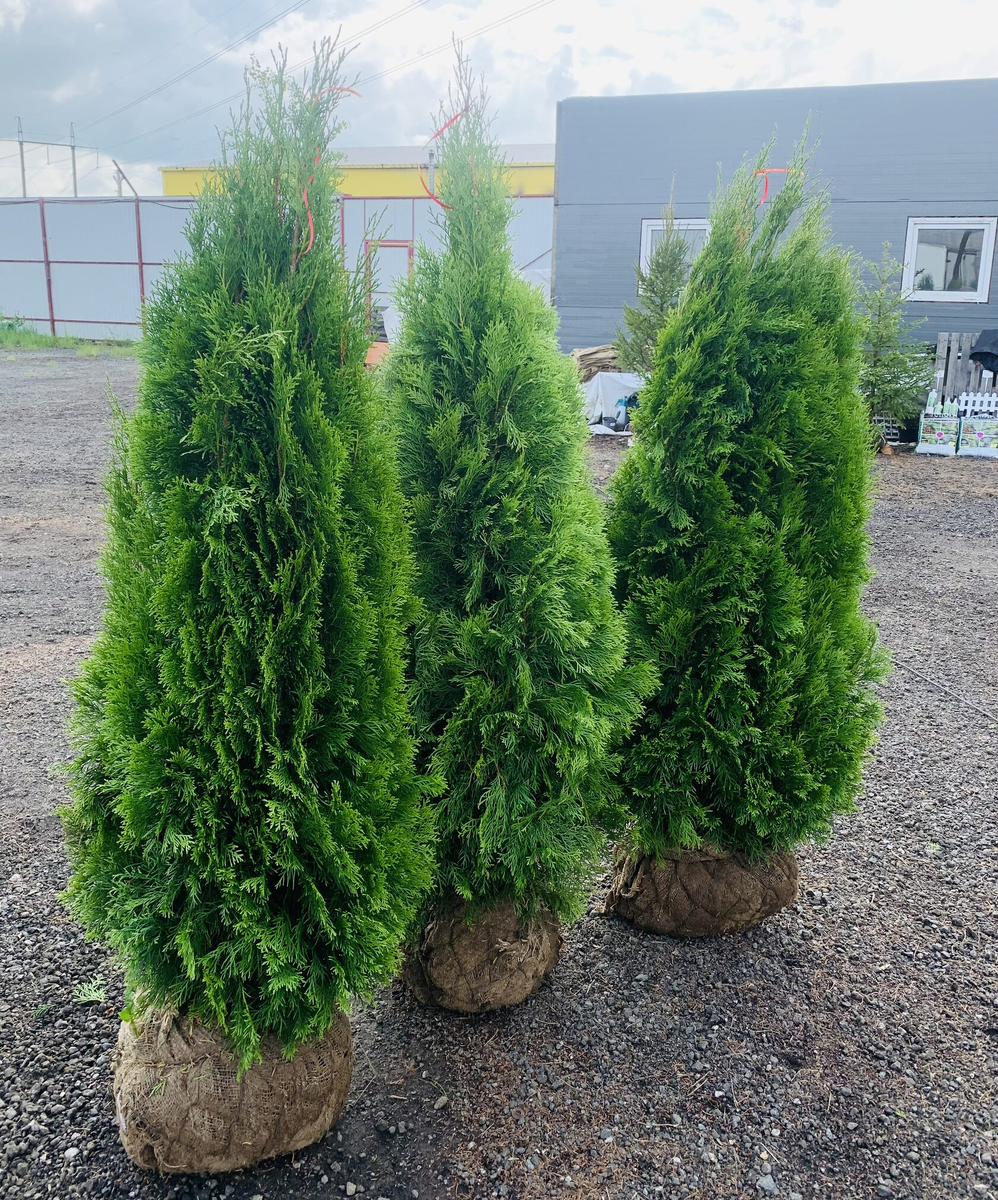 Туя Смарагд 140см