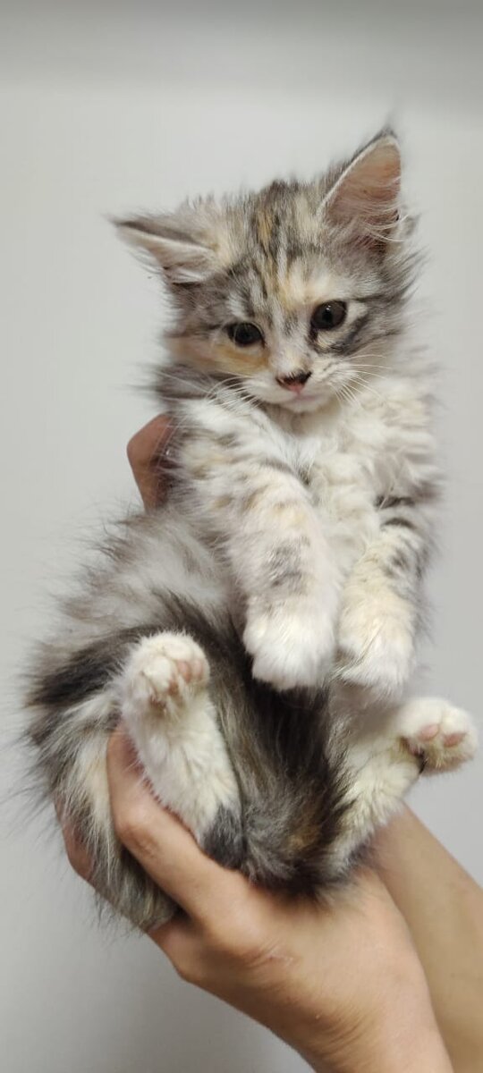 Спасенный котенок из подвала