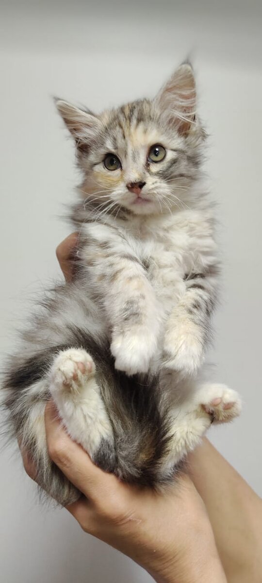 Кошечка Хоба позирует, чтобы понравиться будущим хозяевам