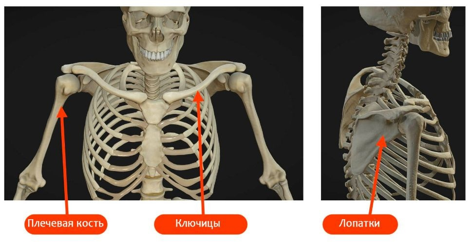 страница 3 | Как нарисовать руку скелета держащую розу Изображения – скачать бесплатно на Freepik