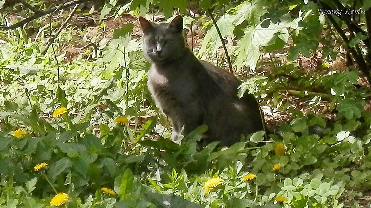 Медитация в саду ведёт к положительности в уме. 