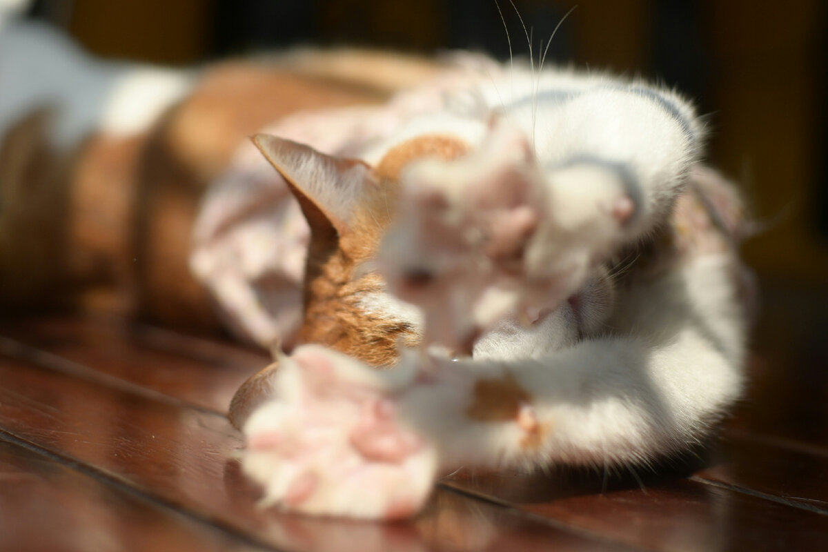 Картинка с бесплатного фотостока https://unsplash.com, автор Le Thanh Huyen