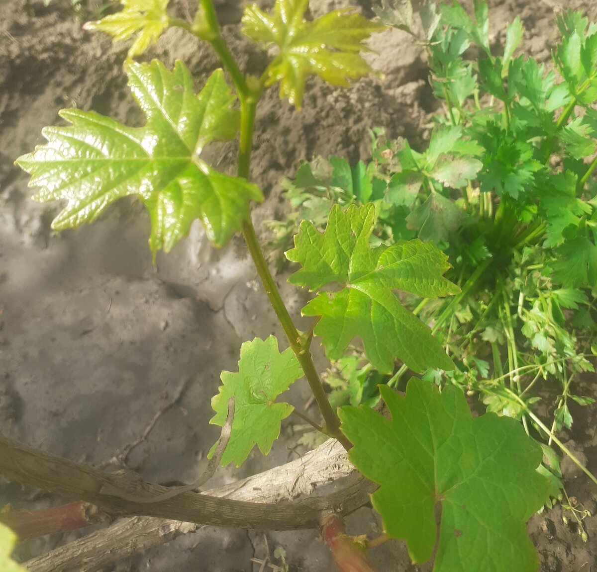 Побег на многолетнем рукаве не нужен. Фото автора