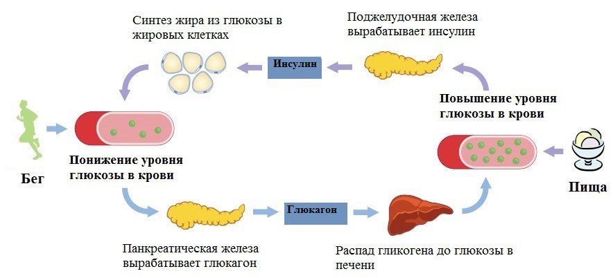 Это происходит во время бега с нашим организмом.