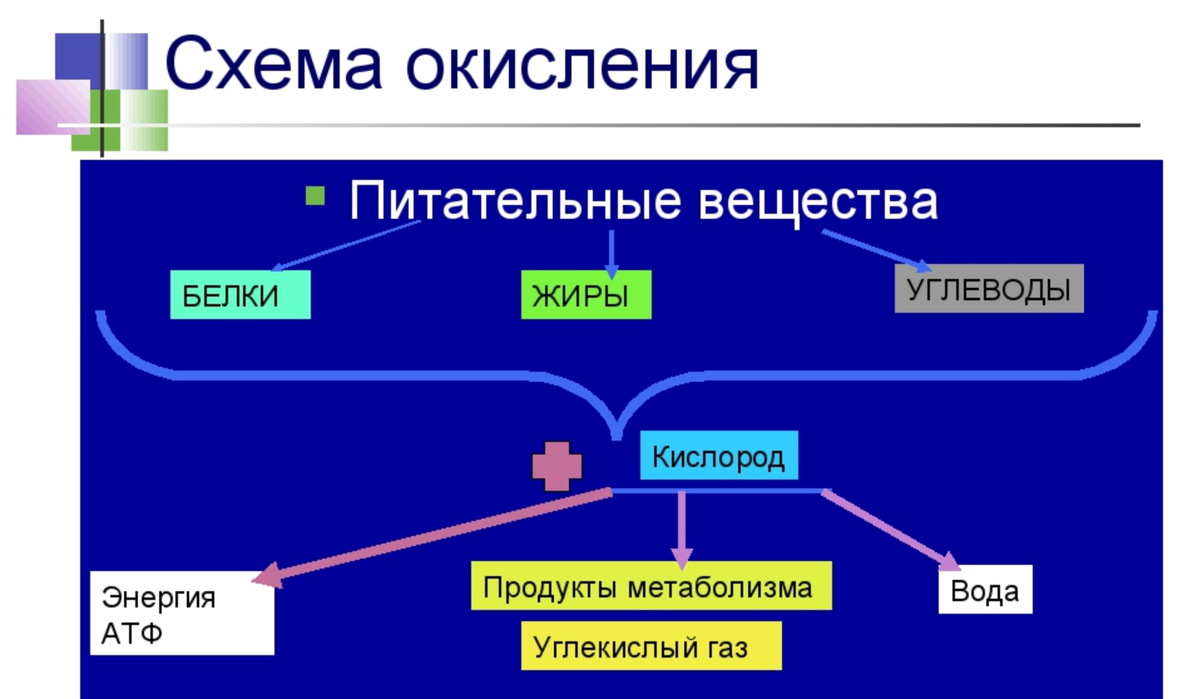 Процессы расщепления веществ. Схема окисления. Процесс расщепления жиров. Окисление углеводов и жиров. Окисление пищевых веществ.