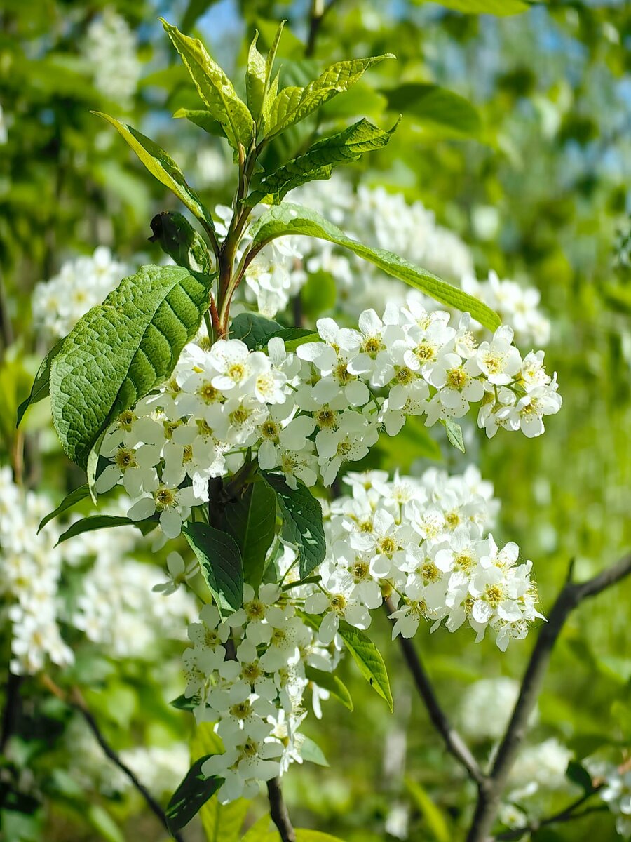Весна! 1 мая 2024