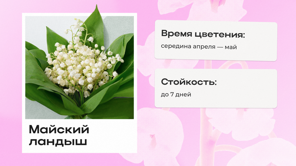 Пять цветов, без которых не обойтись в мае | Flowwow — маркетплейс подарков  | Дзен