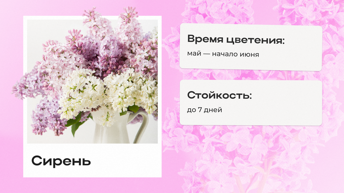 Пять цветов, без которых не обойтись в мае | Flowwow — маркетплейс подарков  | Дзен