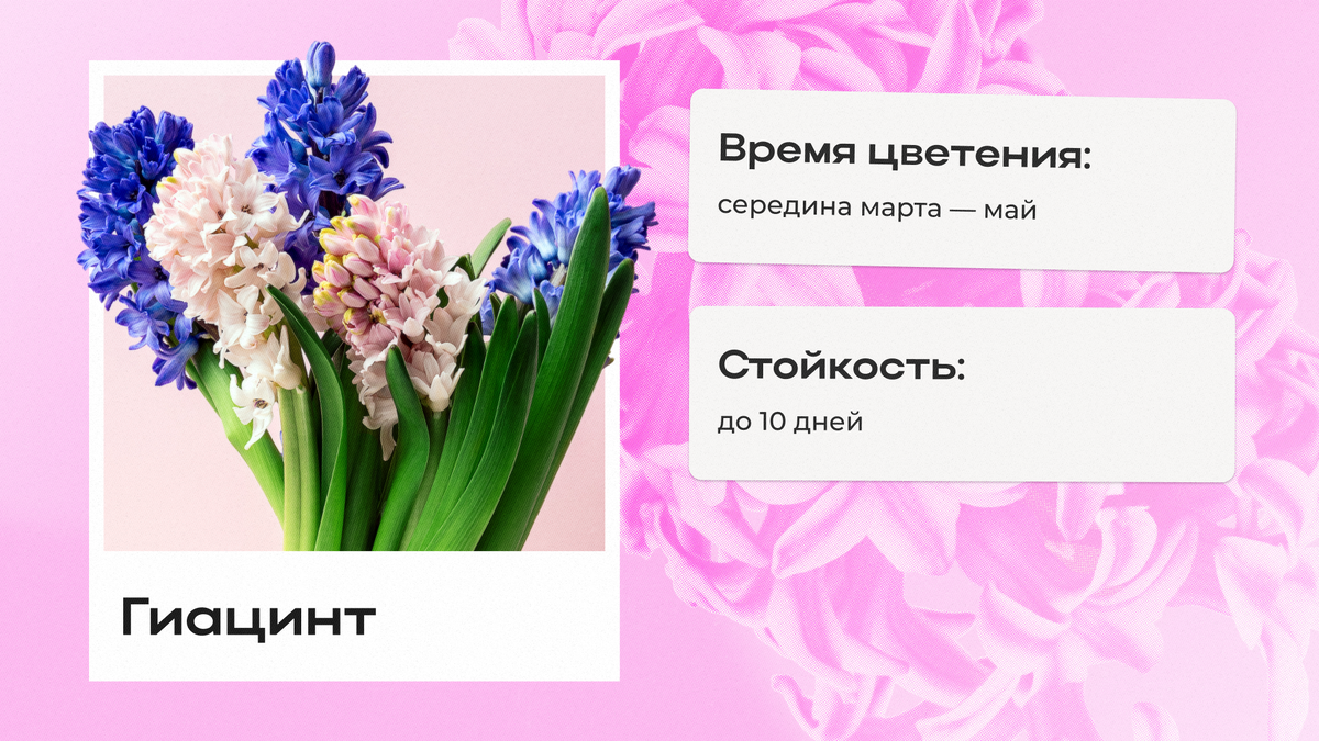 Пять цветов, без которых не обойтись в мае | Flowwow — маркетплейс подарков  | Дзен