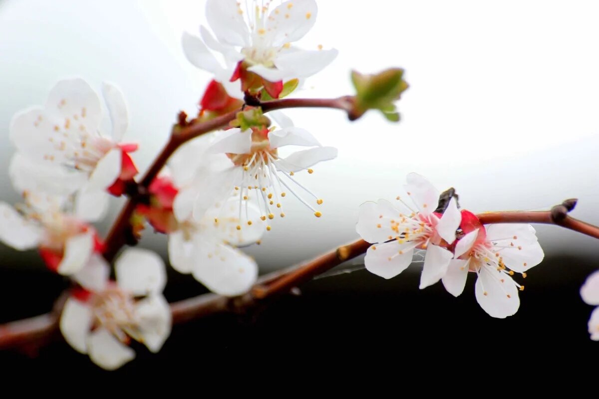    С 6 мая в Псковской области ожидаются мокрый снег, дождь и похолодание