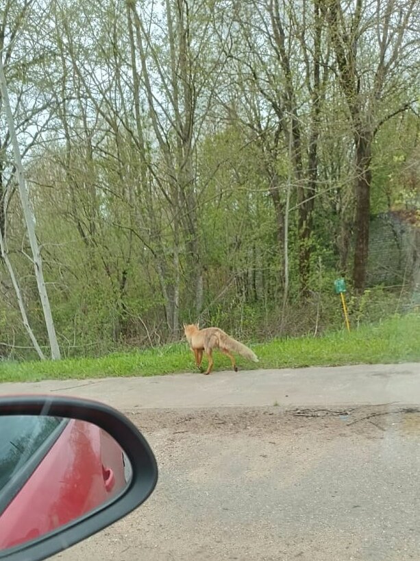 Лесная красавица