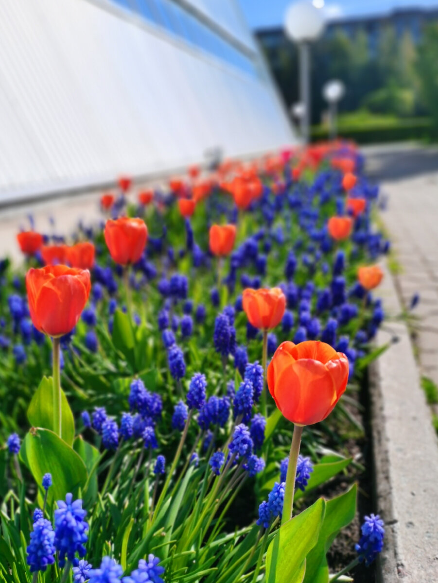 Тюльпаны и мускари