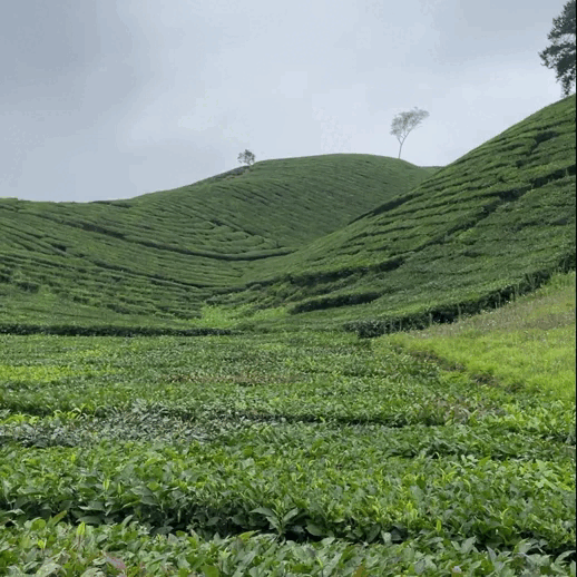 Плантация чая во Вьетнаме