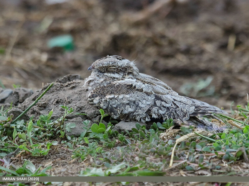 Днем козодоя можно обнаружить разве что случайно. Фото Birds of Gilgit-Baltistan (flickr.com)