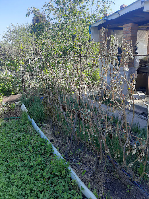 замерзший виноград