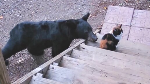 Домашние животные против медведей. Кто кого?