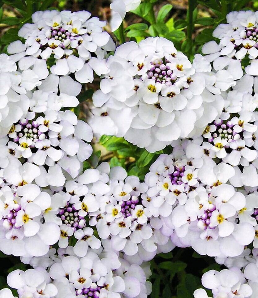 Иберис( Стенник)