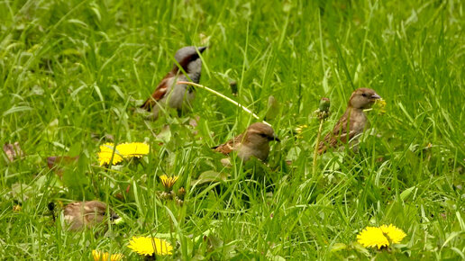 Домовые воробьи (Passer domesticus) кормятся на городском газоне одуванчиками (Taraxacum officinale)