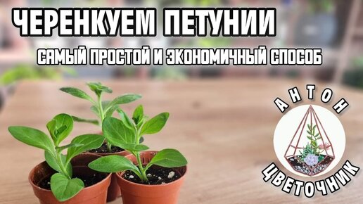 Черенкую петунии: самый простой и экономичный способ. Приживается больше 95% черенков