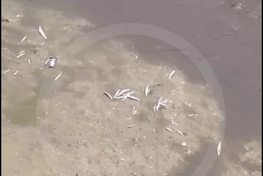    Фото: телеграм-канал ЧП Сочи