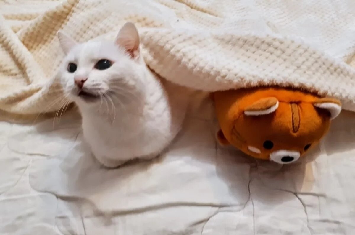    Тюменцы неохотно сдают квартиры туристам с животными