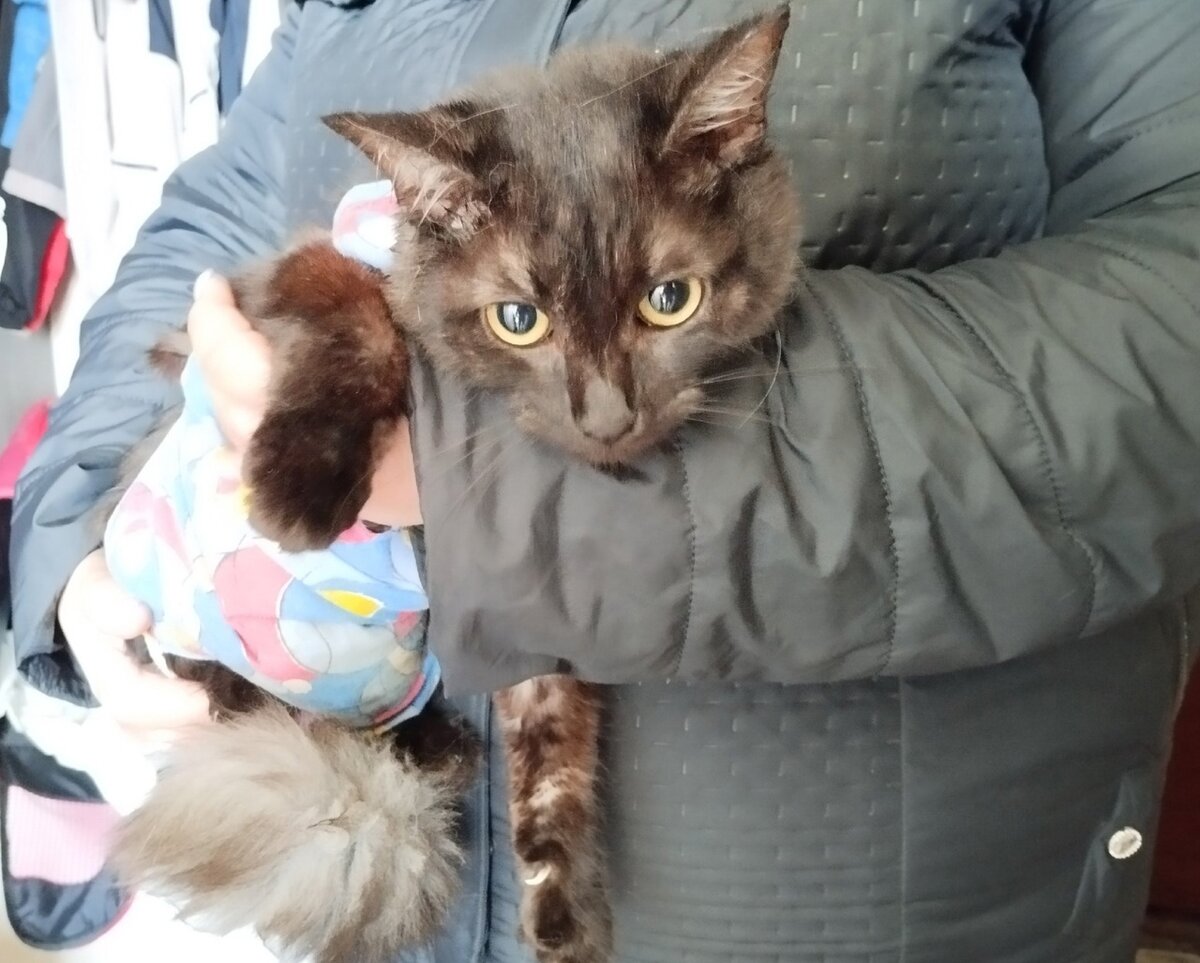 Кошку нашли на улице в плачевном состоянии. Расстроились, но не бросили