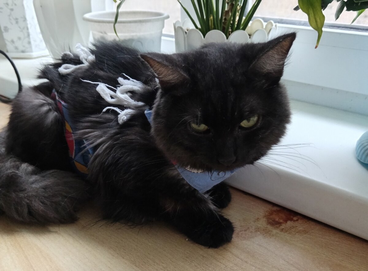 От возникших проблем со здоровьем кошка ослабла. На улице она не смогла бы выжить