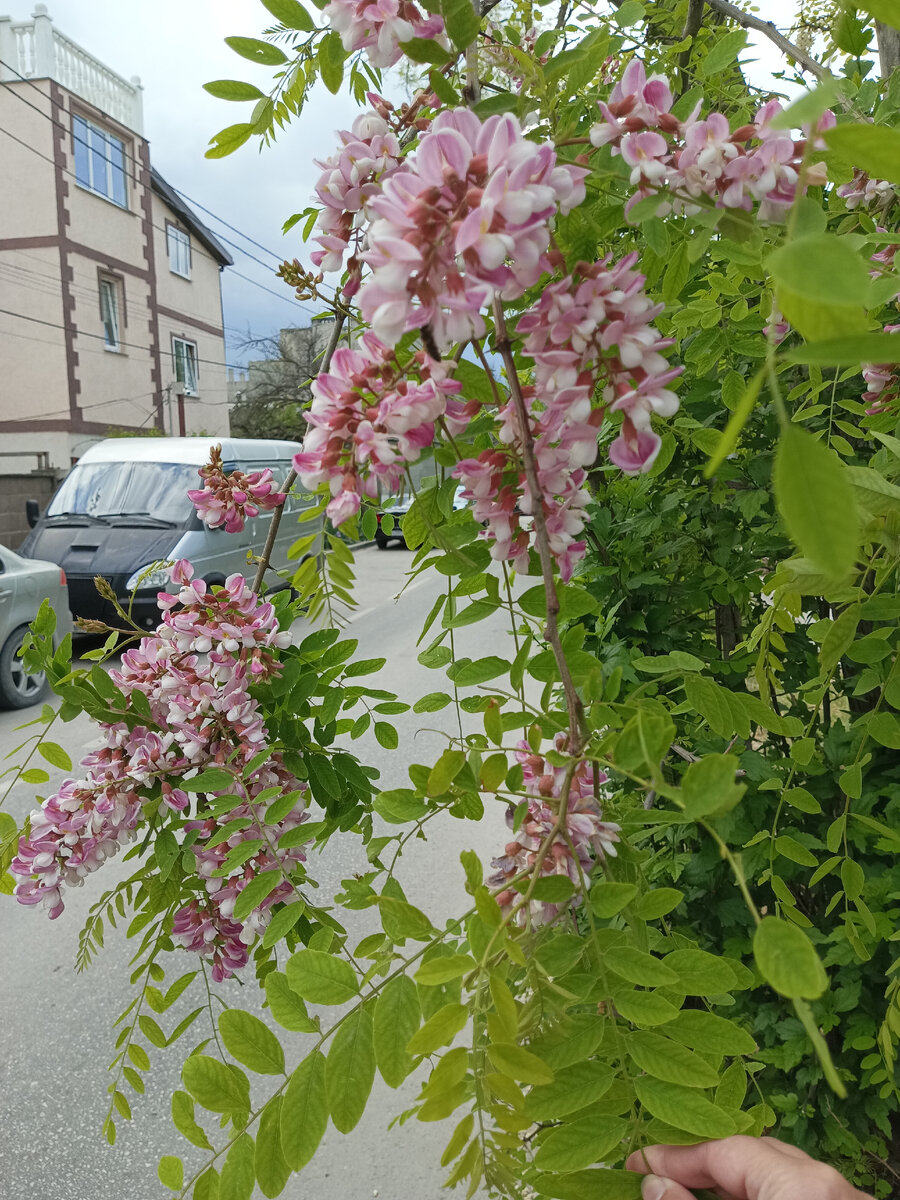 Акация