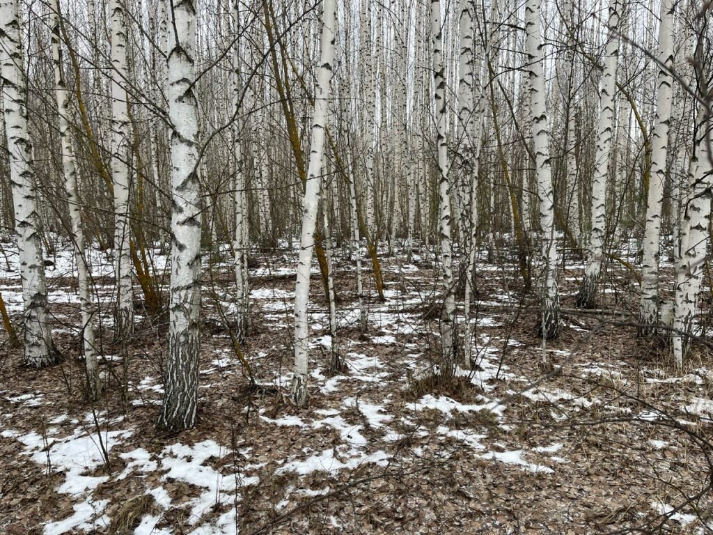 Владелец не начинал расчистку участка