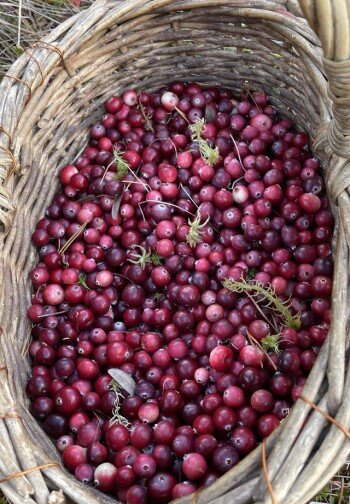 Клюкву я собирала осенью в болоте Костромской области. Стояла золотая очень, погожие тёплые солнечные дни. Клюквы было много, ягода спелая, чистая и сухая. Ещё месяц стояли перед глазами  тёмно - красные от ягод кочки. Природа в России сказочной красоты!