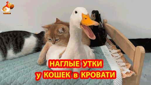 Наглые Утки в кровати у Котят и Кота 😂 Котенок любит Селезня ❣️ Кот сбежал в недоумении 🤗😂❣️