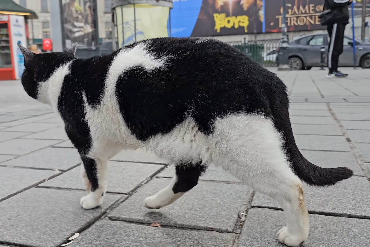 Иди за мной, я всё покажу! Стамбульские котики - лучшие проводники))))