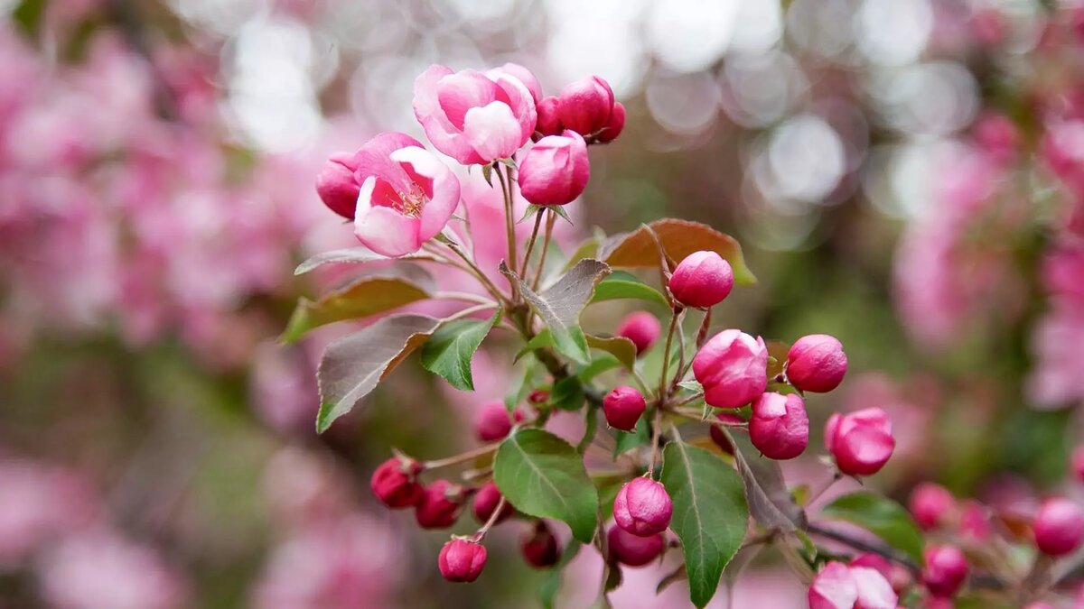     Источник: 1MI