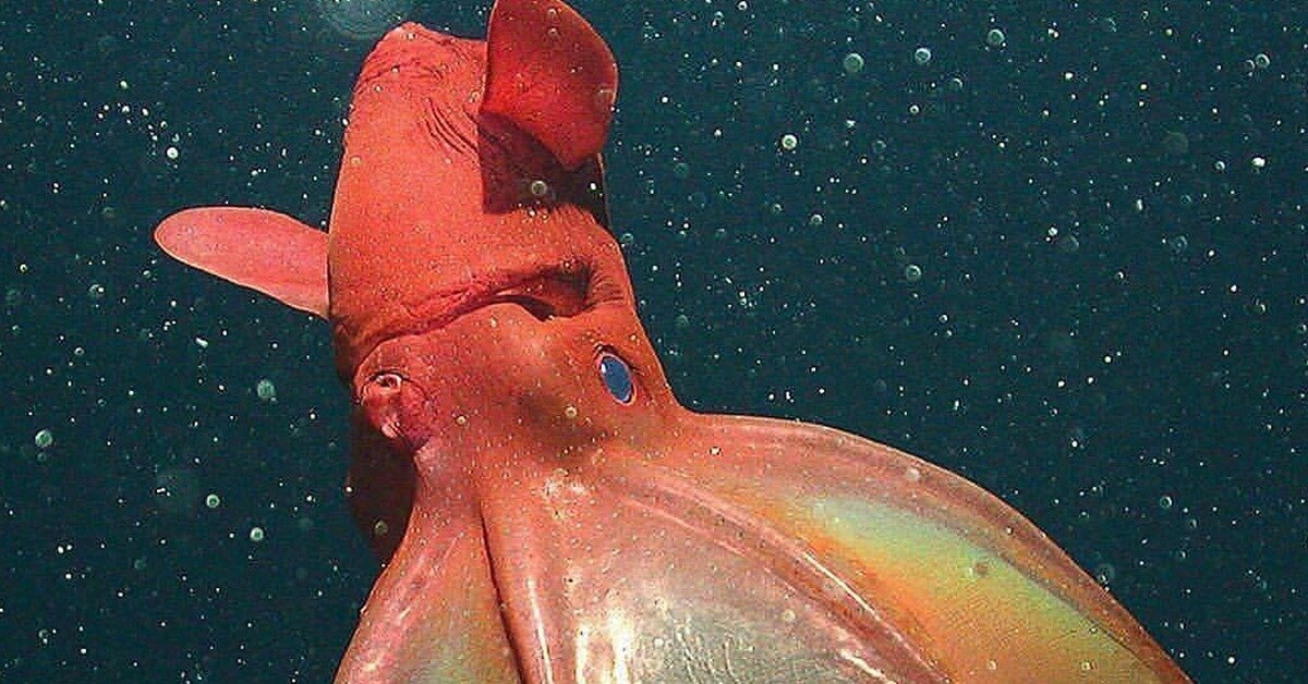 Изображение взято из открытых источников