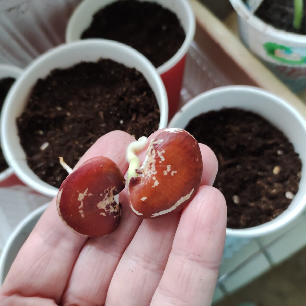 Зерна лимской фасоли сорта Полумесяц