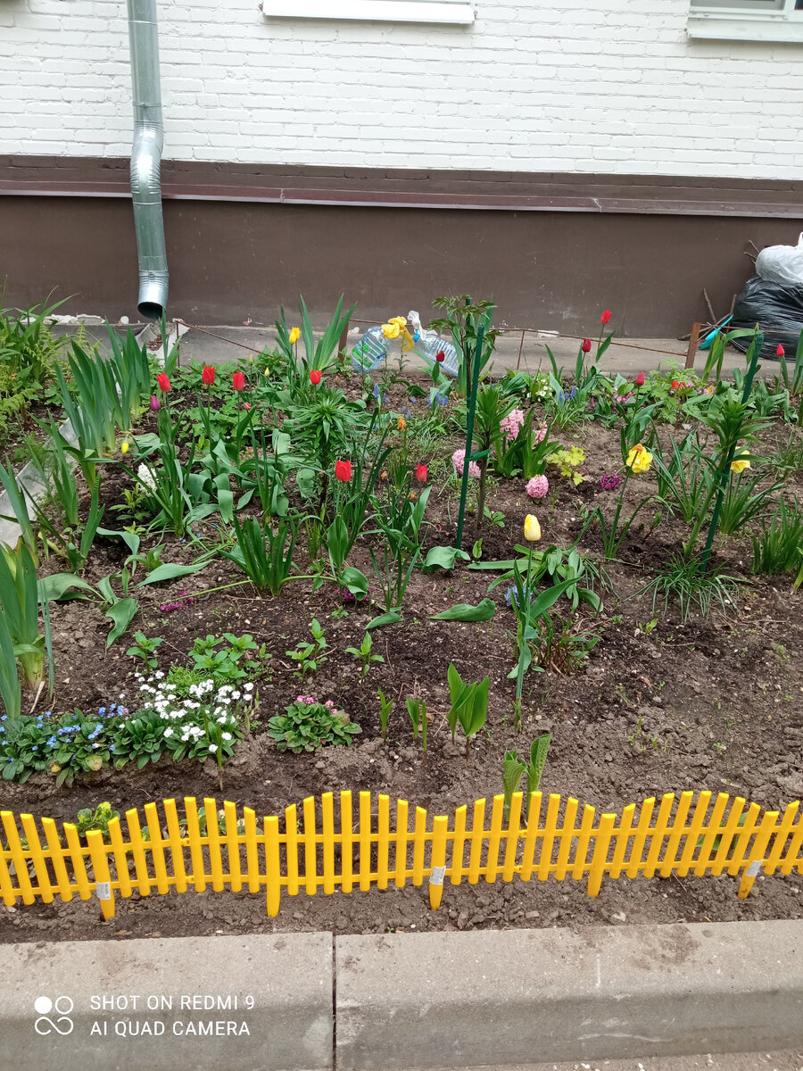 Цветы у дома  Фото Мурзилки