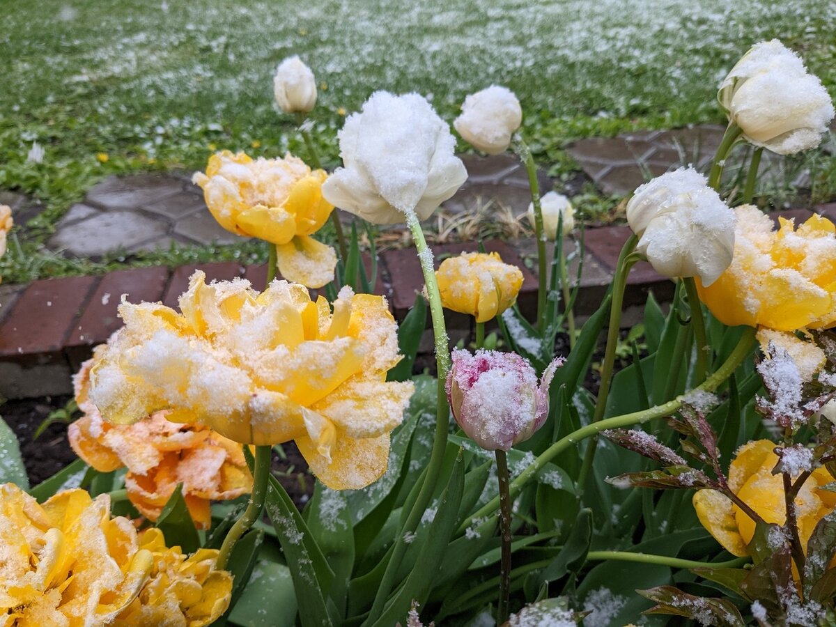 Тюльпаны в снегу