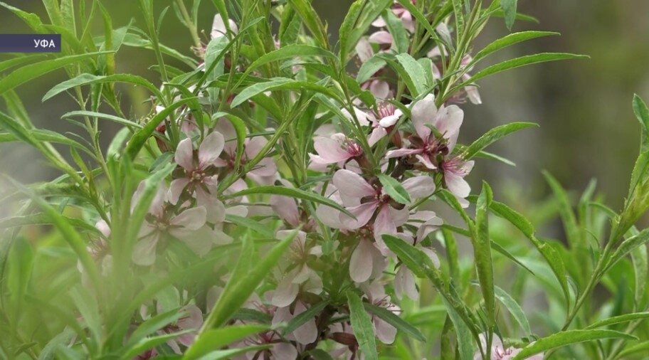 В Уфимском лимонарии зацвел низкий, или карликовый, миндаль. Он первым из кустарниковых распустил цветы в этом году. Сотрудники лимонария называют его «башкирской сакурой».