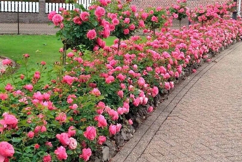 Фото из чата Дачный агроном 