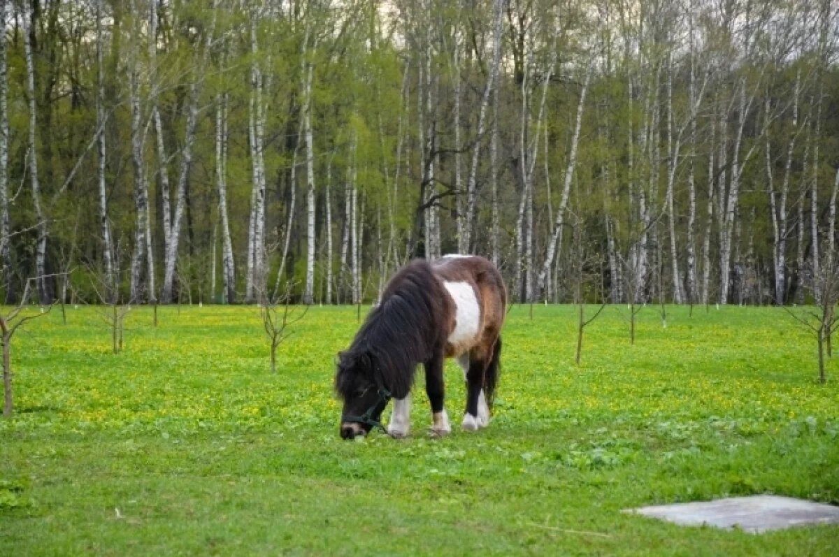    В Туле 4 мая ожидается малооблачная погода и небольшой дождь