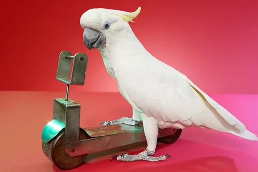 Guinness World Records 